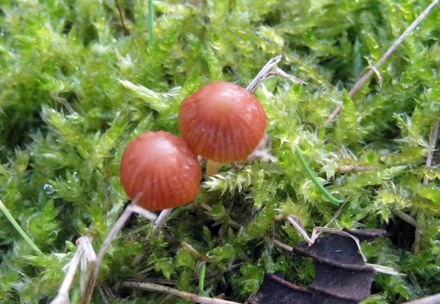 Galerina laevis